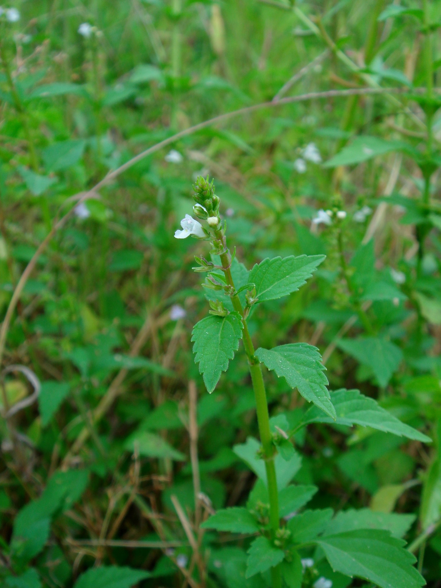 Mosla dianthera (Buchanan-Hamilton ex Roxburgh) Maximovicz